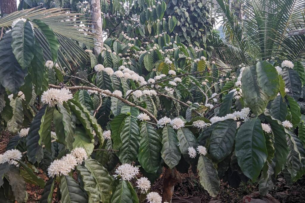 Silver Oak By Exuberance Stays Wayanad Luaran gambar