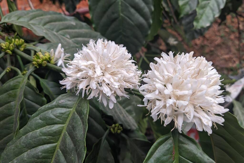 Silver Oak By Exuberance Stays Wayanad Luaran gambar